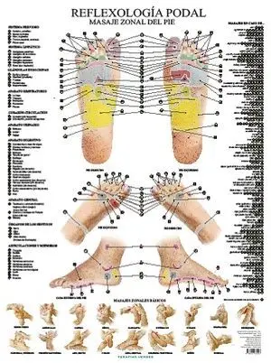 LÁMINAS. REFLEXOLOGÍA PODAL