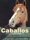 CABALLOS RAZAS Y PROCEDENCIA