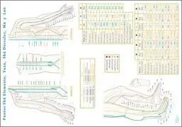 LÁMINA PUNTOS SHU, ELEMENTO, YUAN, SHU DORSALES, MU Y LUO