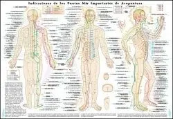 LÁMINA INDICACIONES DE LOS PUNTOS MÁS IMPORTANTES DE ACUPUNTURA