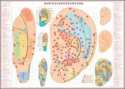 LÁMINA AURICULOACUPUNTURA