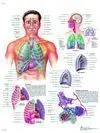 LAMINA EL SISTEMA RESPIRATORIO